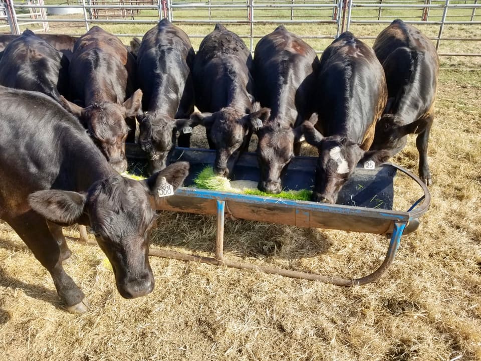 Black cattle eating fresh sprouted barley fodder from a feed trough