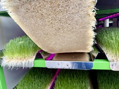 A finished mat of sprouted barley fodder being lifted at harvest