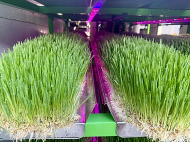 Rows of sprouted barley growing on racks inside a commercial fodder system