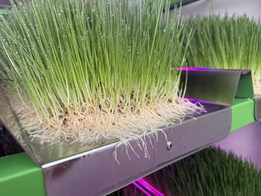Close-up of a white root mat binding a tray of sprouted barley together