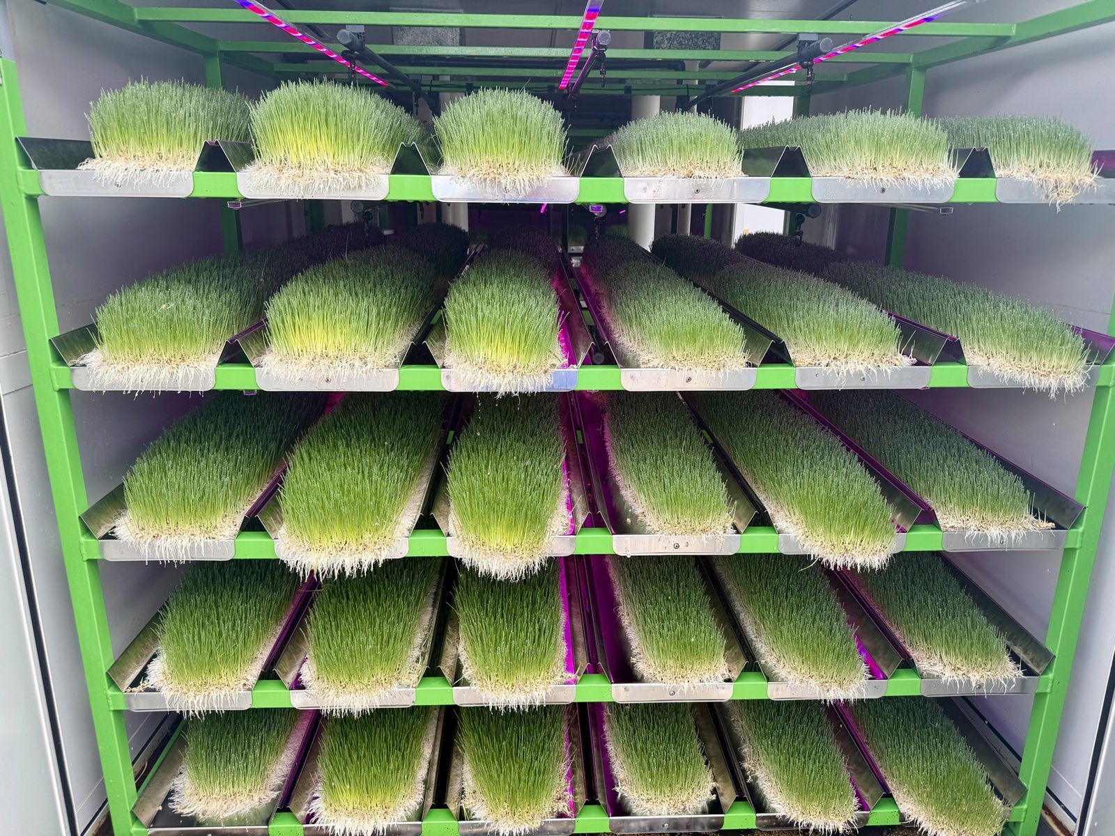 The 300 kg/day commercial fodder system: stainless steel growing racks with barley fodder maturing under LED lighting